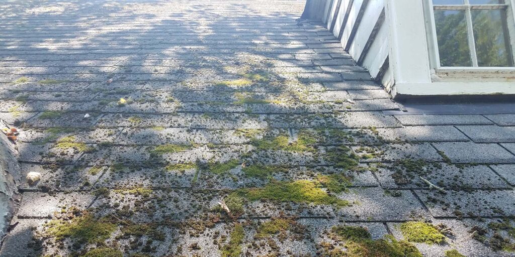 moss on roof